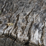 IMG_9887-copy-2