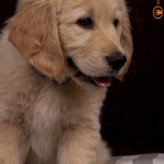 Photo Shoot Puppy 