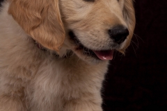 Photo Shoot Puppy 